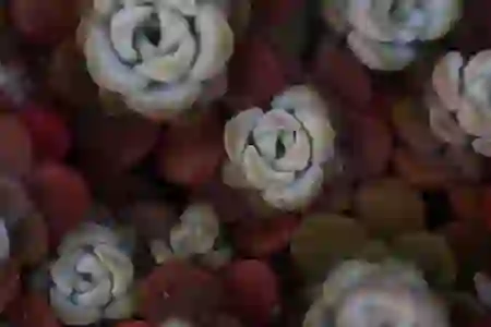 구글 네이버 사진 이미지 검색 방법, PC 모바일 정리