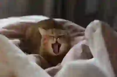 테슬라모델Y 가격 및 출시일 이번엔 얼마나 걸릴까?