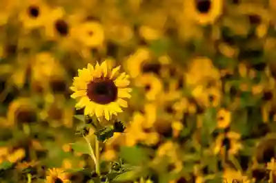 경기 광명시 폴스타4 보조금 조회와 실구매 계산법 살펴보기